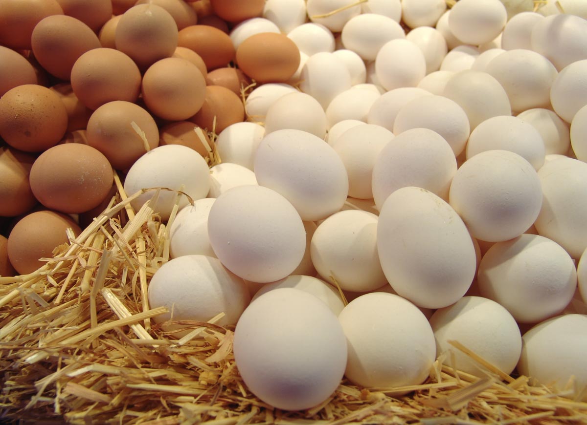 Свежие домашние яйца. Фото с сайта www.poej.ru 