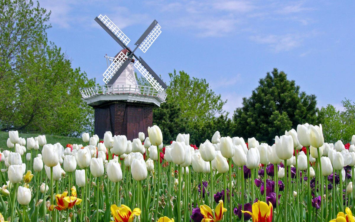 Праздник тюльпанов в Нидерландах. Фото с сайта www.bgpics.ru 