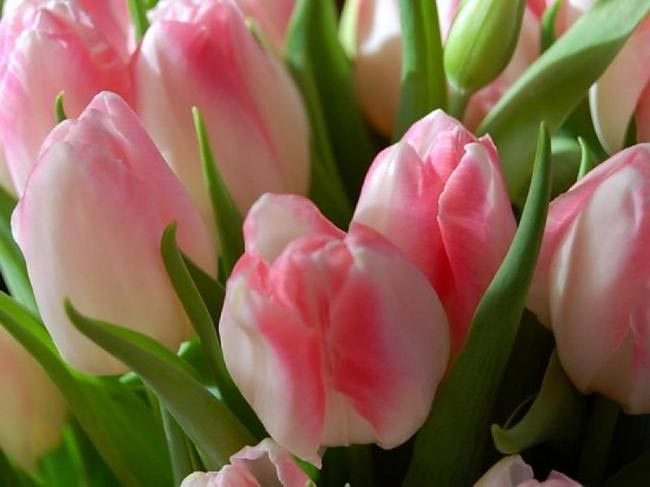 Нежные тюльпаны. Фото с сайта spoki.tvnet.lv 4