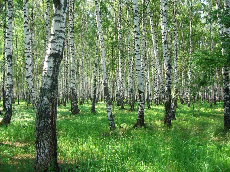 Леса нужно беречь. Фото с сайта adamast.ru 