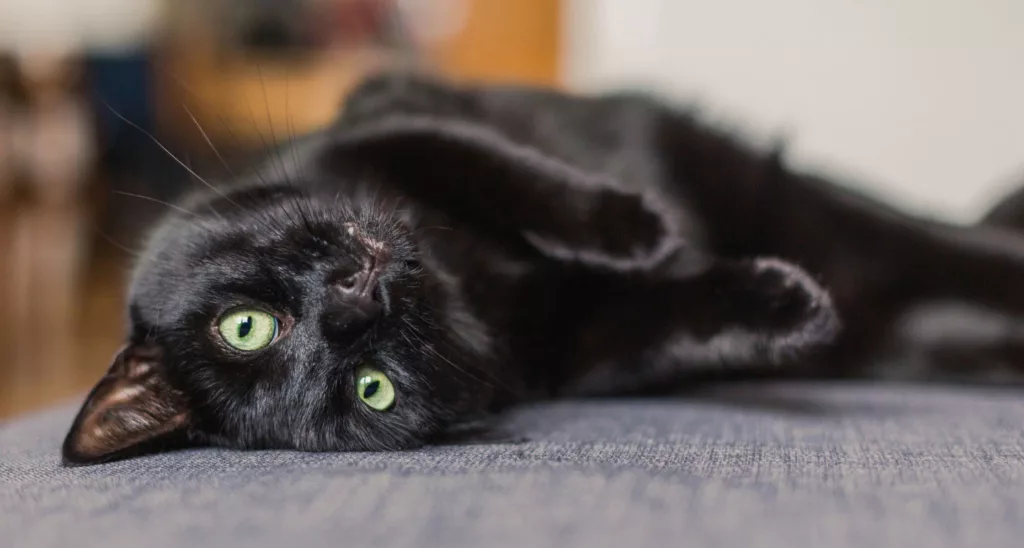 День благодарности черным котам
